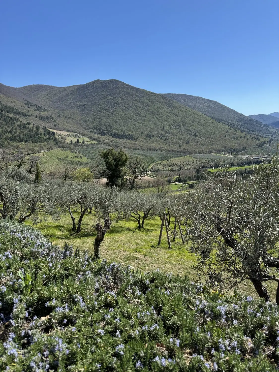 Olive trees and flowering rosemary on the hillside, with wooded hills behind