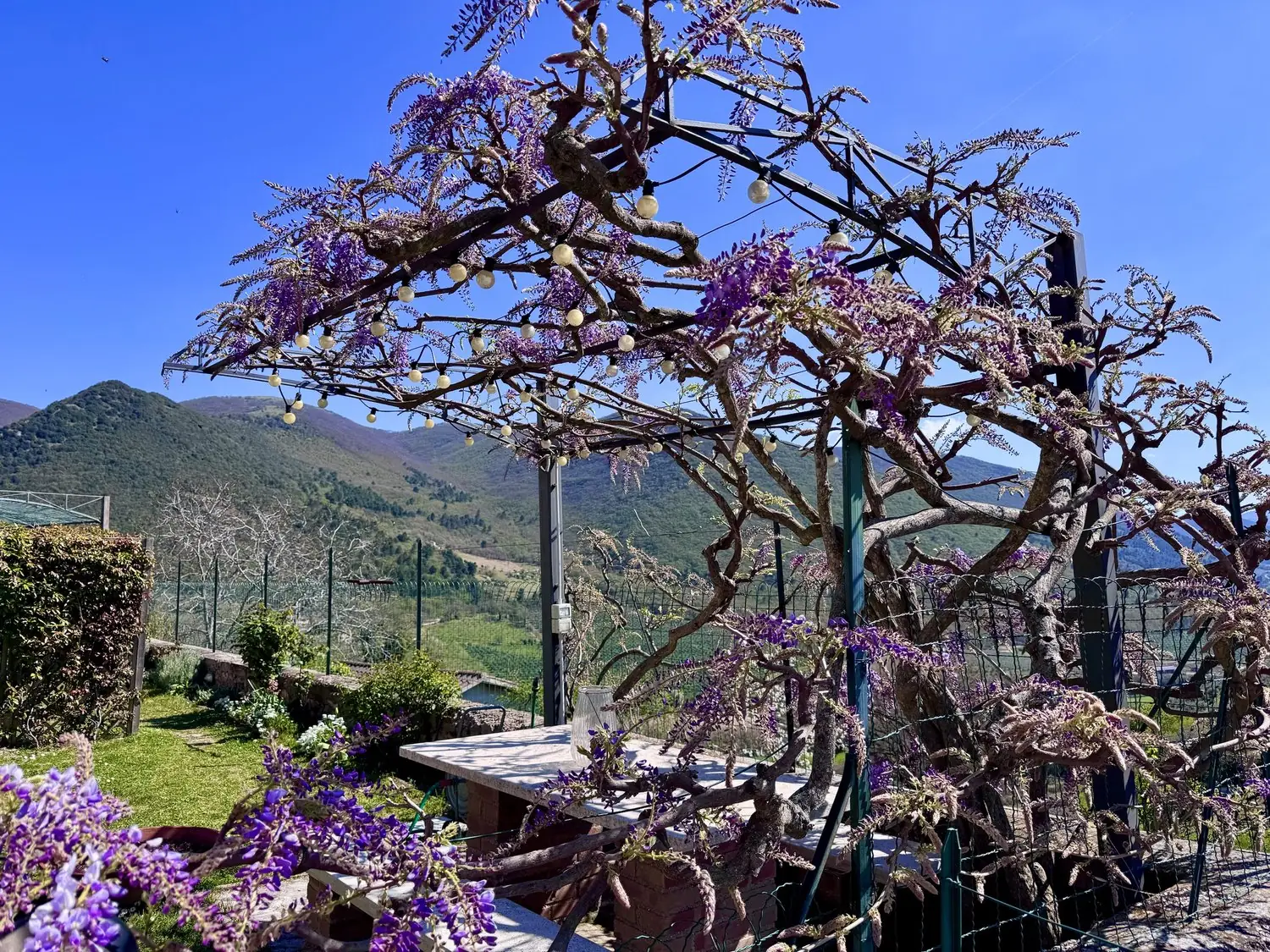 Wisteria in flower over the garden pergola, with the wooded hills beyond